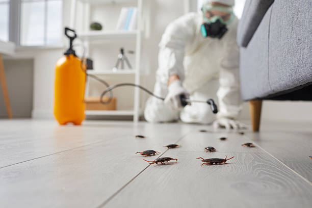 Commercial Rodent Management in East Farmingdale
